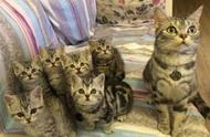 虎斑猫妈妈产下6只小猫咪，网友纷纷称其为财富，但主人却认为回家将是一场灾难！