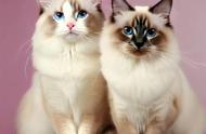 仙女猫：布偶猫的温柔与可爱