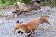 挪威森林猫：驱赶狐狸的神秘老虎？
