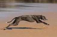 速度之王：揭秘世界上最快的狗
