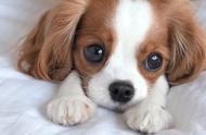 轻松养狗首选：9种小巧可爱的单手抱犬