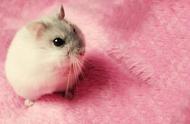 仓鼠：世界上最可爱的小动物，寿命虽短却值得拥有