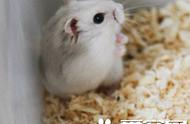 浅灰色奶茶仓鼠：揭秘这种可爱的小动物