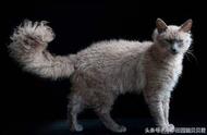 《福布斯》揭晓全球十大豪华猫种，你认识几种？