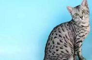 揭秘：全球十大体味最重的宠物猫，你家的上榜了吗？