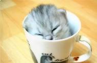 为何茶杯猫不适合养？寿命短暂是主因！