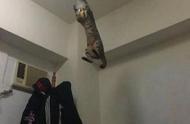 令人震惊的爬墙技巧！虎斑猫为了点心，几乎能直冲天花板