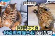 「肥猫充电站」：14斤的虎斑猫胖到无法翻身，大叔的坐姿萌翻全场