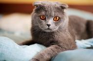 国际猫咪协会（TICA）推荐的全球八种最迷人的宠物猫