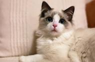 布偶猫养护指南：如何让它们保持健康？