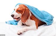 狗狗干呕真的只是咳嗽或呕吐吗？揭秘食道异物的诊断与治疗