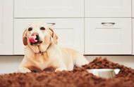 拉布拉多犬的喂食指南：一天应该喂几餐？