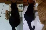 橘猫半年增重十斤，小猫咪的惊人变化揭秘！