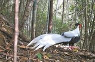 广东的省鸟在河源连平黄牛石省级自然保护区频繁出现