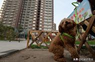 《石家庄市养犬管理条例》深度解析：重点管理区仅允许饲养36种犬类