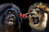 藏獒之王与狮子的生死对决，谁会是最后的胜者？