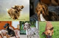 揭秘：这7种狗狗被赞誉为“腊肠犬”，你了解吗？