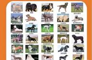 秋田、松狮、萨摩耶等50种犬只可能被禁止饲养，你家的狗狗在名单上吗？