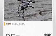 湖湘自然历：揭秘“狗”鸟的神秘面纱