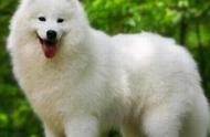 萨摩耶犬的价格和如何鉴别纯种？
