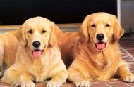金毛犬与拉布拉多犬：六大对比分析，你会选择哪个？