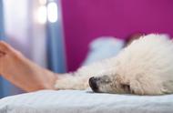 即使你不想与“贵宾犬共享床铺”，这6个要点也需了解