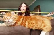 世界上最长的猫：打破吉尼斯世界纪录的猫身长1.18米