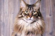 缅因猫：身材壮硕，声音稚嫩，猫界的“小老虎”，你了解吗？