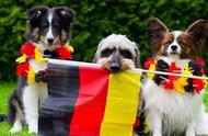 德国最受欢迎的5种犬类，你家有吗？
