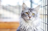 你家的猫咪是否在“忠心”排行榜上？