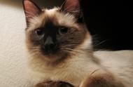 暹罗猫的奇特毛色：揭秘动物界的挖煤工
