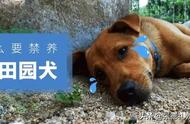 中华田园犬为何被禁止饲养？揭秘背后原因！