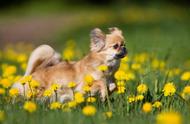 小巧玲珑！揭秘全球最小的13种狗狗，让人爱不释手！