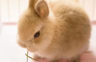兔子的寿命究竟有多长？
