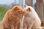 养猫久了，你才会知道加菲猫的鼻吻其实是在传递信息