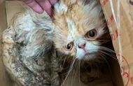 加菲猫失踪一个月，从天使变成“恶魔”，名贵猫咪不能流浪！