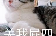 四种“买猫一时爽，养猫火葬场”的猫咪，谨慎选择再养