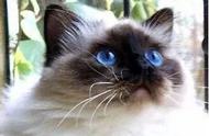 喜马拉雅猫：猫咪百科全解析