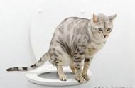 如何解决猫咪乱尿的问题？这里有答案