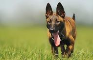 比利时玛利诺犬：勇猛无畏的保镖，坚定的守护者！