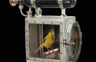 在工业化尚未发达的时代，金丝雀被用作有毒气体的警报器