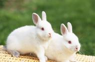 养小兔子的秘诀：了解这些特性，让你的宠物更健康！