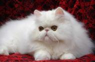优雅高贵的波斯猫：萌主的独特魅力