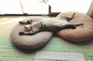 虎斑猫王者享受双枕之眠，豪放仰卧露肚笑翻天