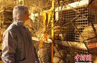 青岛口岸迎来中国最大批次丹麦北极狐进口