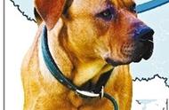 多地采取行动解决养犬问题，中华田园犬被禁止饲养：该品种基因存在不稳定性