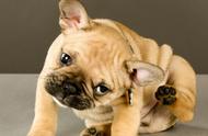 狗狗耳血肿的成因及预防治疗措施