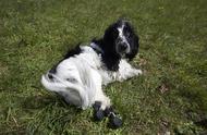 英国兽医为狗狗设计假肢和仿生臀，帮助其重获新生