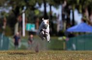 美国最快的狗：三岁惠比特犬刷新纪录