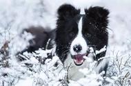 智商爆表的萌宠：边境牧羊犬（Border Collie）